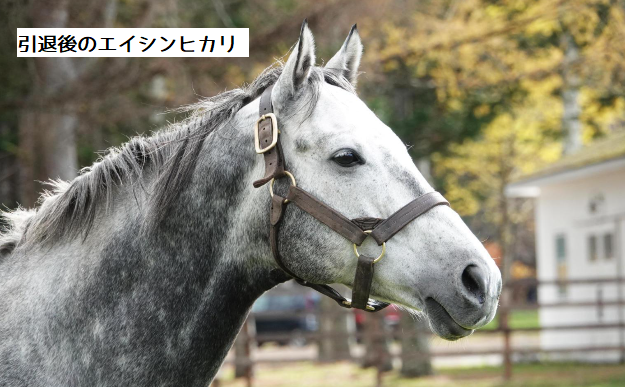 競走馬のさまざまな【毛色】 - としけば！